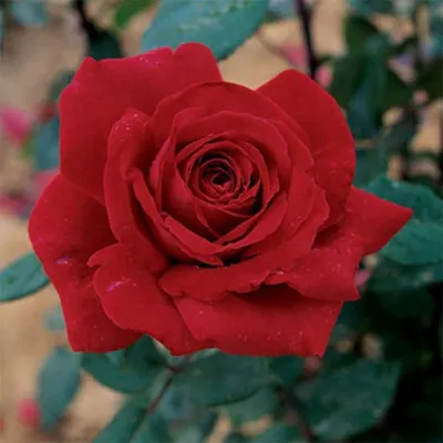 Botero Rose - Spectacular Climber with Enchanting Fragrance – SG Rose Corner