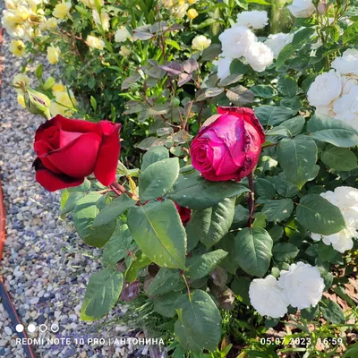 Оммаж э Барбара, Ботеро, Эдит Пиаф, розы первый год цветения 2022. - YouTube