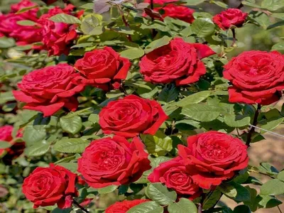 Rosier à grandes fleurs Botero - Fleurs rouges très doubles et très  parfumées.