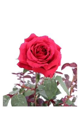 Роза чайно-гибридная Ботеро (rose hybrid tea botero) 🌿 Ботеро обзор: как  сажать, саженцы розы Ботеро - YouTube