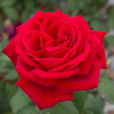 Rosa Botero ® Meiafone, rosai a grandi fiori Meilland