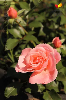 МОИ ЭКСПЕРИМЕНТЫ С КОМПАНЬОНАМИ ДЛЯ РОЗ🌹🌹🌹. РАСТЕНИЯ, КОТОРЫЕ БУДУ  САЖАТЬ ВПЕРВЫЕ В ЭТОМ СЕЗОНЕ😉 | Цветочная Рапсодия | Дзен