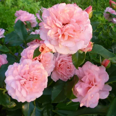 Rosa 'Botticelli' — Википедия