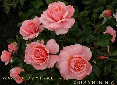 Botticelli ® | Roses' Name