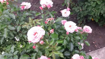 Розы из Леруа Мерлен, ожидание и реальность | Пикабу