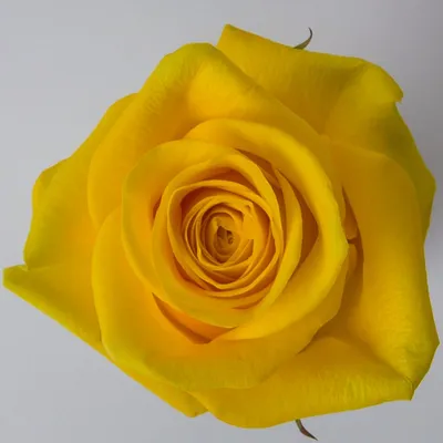 Купить розы Брайтон в СПб ✿ Оптовая цветочная компания СПУТНИК
