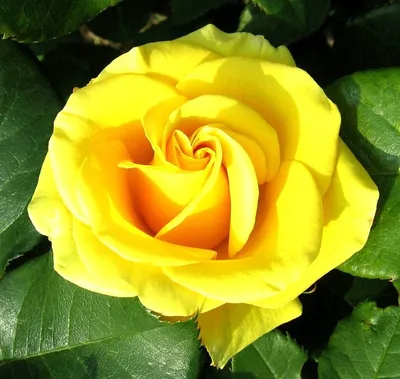 Розы - Роза чайно-гибридная Брайтон (Rosa Brighton)