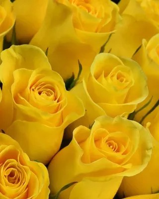 Купить розы Брайтон в СПб ✿ Оптовая цветочная компания СПУТНИК