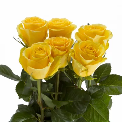 Букет 51 роза Брайтон 60 см. Эквадор купить цветы с доставкой по Москве и  области от 2 ч