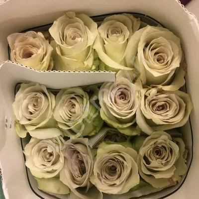 Роза брайтон, Цветы и подарки в Москве, купить по цене 290 RUB, Цветы  поштучно в FlowersSoulBoom с доставкой | Flowwow