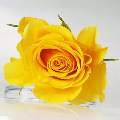 Букет из розы Брайтон жёлтой 50см — купить в интернет-магазине по низкой  цене на Яндекс Маркете