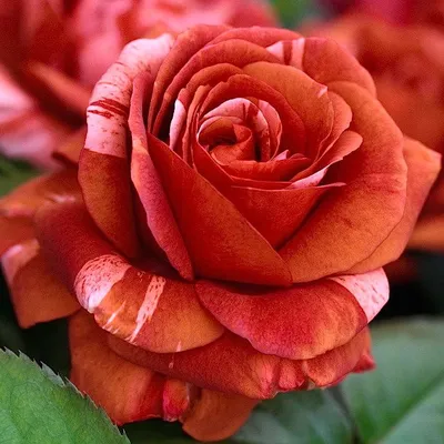 Розы плетистые Брауни / Brownie