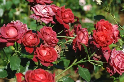 Саженцы розы плетистой брауни купить в Москве по цене от 1800 рублей