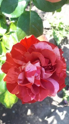 Букет пионовидная роза \"Брауни\" купить в ростове на дону оптом