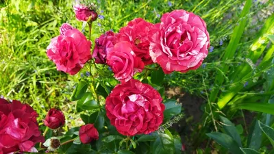 Роза плетистая Брауни – купить за 326 ₽ | Семена с Сибири