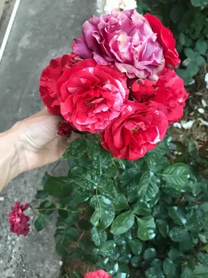 Плетистая роза Брауни (rose Brownie) в форме куста, описание сорта, мои  впечатления, 22.07.2022 - YouTube