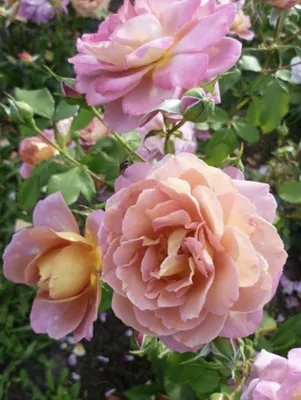 Роза флорибунда Брауни (Rosa Floribunda Brownie) ОКС осень 2024 — Питомник  Летний сад