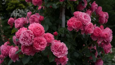 Роза брауни (Много фото) - treepics.ru