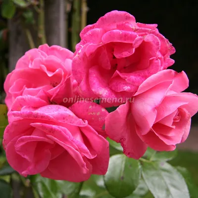 Роза плетистая Amadeus (Амадеус): продажа, цена в Черкасской области.  Рассада и саженцы цветов от \"Цветущий сад\" - 1533076087