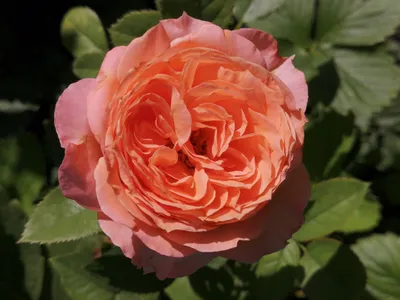 Роза брауни флорибунда - фото и картинки: 57 штук