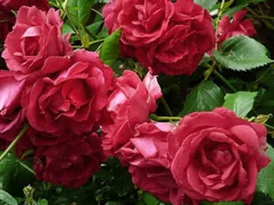 А вы знаете эти розы? | Про розы, сад и путешествия | Дзен