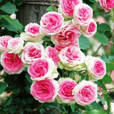 Плетистые розы - купить саженцы в Тюмени в Садовом центре \"Астра\"