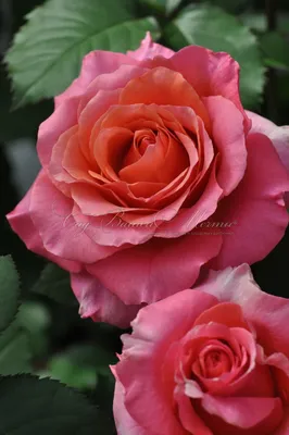 Роза Brilliant (Бриллиант) – купить саженцы роз в питомнике в Москве