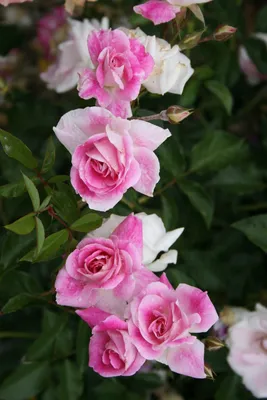 Veranda® Brilliant™ - Star® Roses and Plants