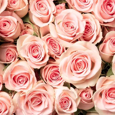 Роза \"Бриллиант Свит Дрим\" (Rose Brilliant Sweet Dream) - Розы полиантовые  (Каталог полиантовых роз) - Розы - Каталог - Pitomnic.com