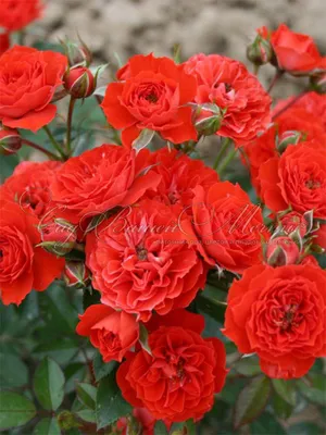 Роза Brilliant Meillandina (Бриллиант Мейландина) – купить саженцы роз в  питомнике в Москве