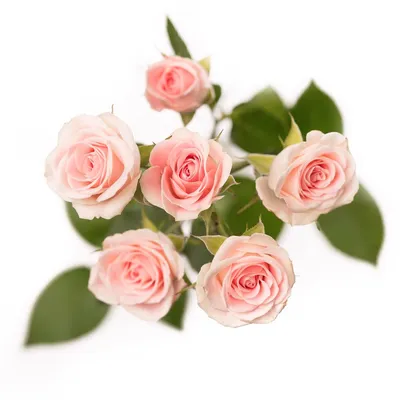 Veranda® Brilliant™ — Kordes® Roses