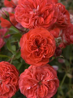 Brilliant Stars® Red - Spray Rose - Esmeralda Farms Wholesale Flowers