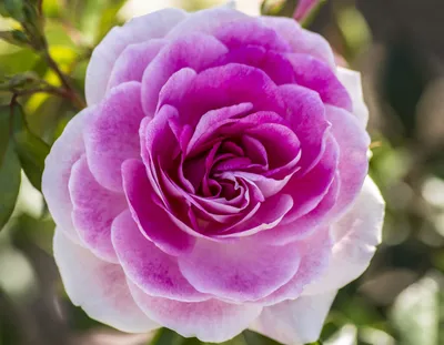 Фотография Бриллиант роза Красный цветок вблизи белом фоне