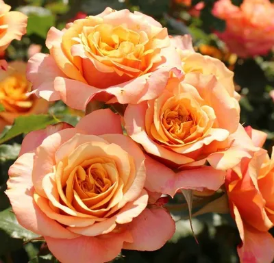 Brilliant Stars® Apricot - Spray Rose - Esmeralda Farms Wholesale Flowers