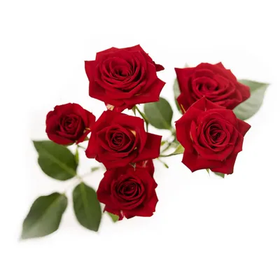 Verbena Vivid Brilliant Rose – Premier Growers, Inc.