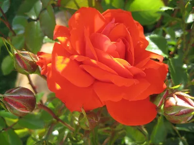 Роза Бриллиант Мейландина Rose Brillant Meillandina