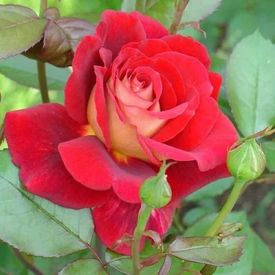 роза, розы, чайно-гибридные, чайно-гибридные розы, бриллиант - Экзотик Флора