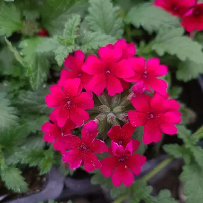 Brilliant Stars® Red - Spray Rose - Esmeralda Farms Wholesale Flowers