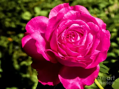 Brilliant Rose Photograph by Bob and Nancy Kendrick - Fine Art America