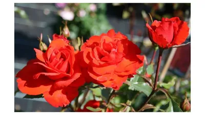KORRES Apothecary Wild Rose Brilliant Priming Gel-Moisturizer | LovelySkin