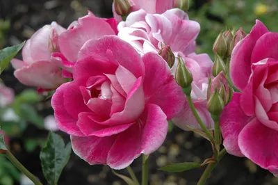 Rosa 'Brilliant Pink Iceberg'