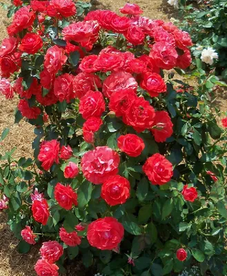 Brilliant Stars® Apricot - Spray Rose - Esmeralda Farms Wholesale Flowers