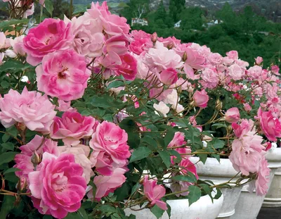 Iceberg Rose 'Brilliant Pink' – Crown Valley Nursery