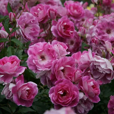 Ramblin' Rose in Brookline, MA | Albert's of Brookline Florist