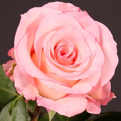 25 розовых роз Булевард | купить недорого | доставка по Москве и области