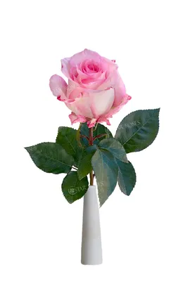 BOULEVARD XL a White/Pink rose from Ecuador