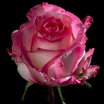 Букет 21 розовая роза с огромным бутоном «Boulevard» купить с доставкой в  СПб