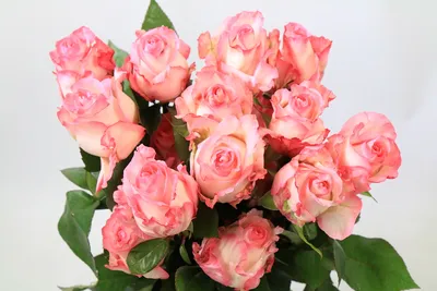 101 розовая роза Булевард 50 см | купить недорого | доставка по Москве и  области