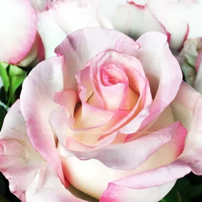 Boulevard - Farm Direct Flowers | Premium Roses, Sustainably Sourced.