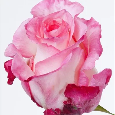 51 розовая роза Булевард | купить недорого | доставка по Москве и области